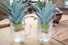 Ananas Nasıl Dikilir? Ananas Nasıl Dikilir?