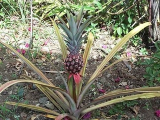 Ananas Tarlası Ananas Tarlası