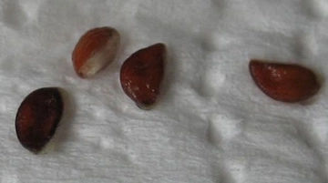 Ananas Tohumu Nasıl Elde Edilir?