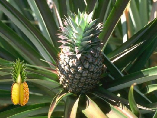 Ananas Aac