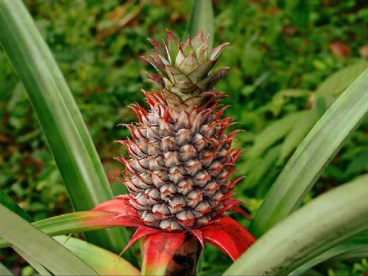 Ananas Besin Deeri
