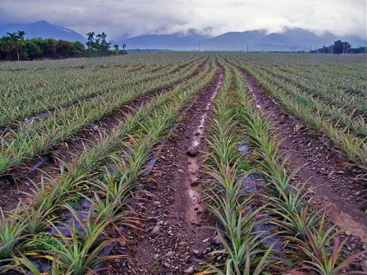 Ananas Fidesi