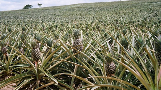 Ananas Bitkisi Nasıl ve Nerelerde Yetişir